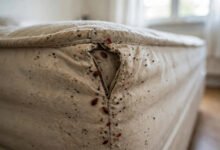 公寓发现 bed bug 谁出钱?房东责任、heat treatment 费用与租客维权全解-美国通
