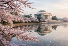 华盛顿 DC 赏樱全攻略:国家樱花节、花期预测与赏花点(2026 回顾·2027 前瞻)-美国通
