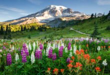 雷尼尔雪山 Paradise 全攻略:2026年预约制取消后,这样玩才不白跑-美国通