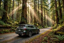 红木 Avenue of the Giants 自驾:31英里巨杉大道停靠点与免费看点-美国通