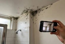 美国租房霉菌纠纷维权指南:房东责任、保险理赔、解约与取证全流程-美国通