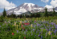 西雅图周边:雷尼尔雪山、奥林匹克国家公园与 Leavenworth 德式小镇-美国通