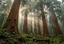 红杉/国王峡谷国家公园:巨杉、徒步与季节-美国通