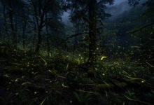 大烟山同步萤火虫怎么看:抽签规则、Elkmont 夜游与最佳时间-美国通