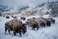 黄石冬天：雪地车、温泉与冬季限定体验-美国通