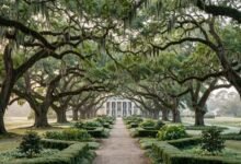 查尔斯顿种植园二选一:Magnolia 还是 Middleton Place?门票、看点、适合人群全对比-美国通