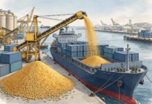 中国9月自美进口大豆36.09万吨：同比从零反弹，1至9月累计仍降34%-美国通