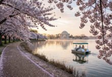 DC 樱花季酒店涨 3 倍:住 Arlington 坐地铁进城更划算?-美国通