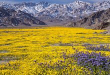 死亡谷超级花季 Superbloom 几年等一回?开花条件、最佳花期与 5 个看花点-美国通
