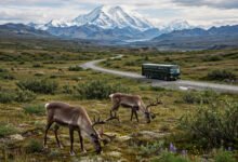 迪纳利巴士二选一：Transit Bus vs Tundra Wilderness Tour，价格自由度全对比-美国通