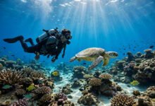关岛潜水浮潜：图梦湾、鱼眼海洋公园与考证全攻略-美国通