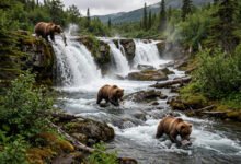 Katmai Brooks Falls 看熊全攻略:水上飞机、看熊台轮候与 7 月鲑鱼季-美国通