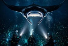 Kona 夜潜魔鬼鱼:Manta Ray Night Dive 预订、浮潜 vs 水肺二选一-美国通
