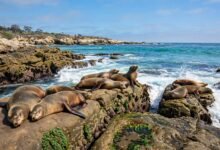 圣地亚哥 La Jolla 看海狮:Children's Pool 最佳时间、拍摄点与法规避坑全解-美国通