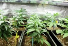 大麻合法州租客反而可能被赶走:房东禁烟条款、联邦补贴房零容忍与种植风险-美国通