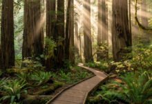 Muir Woods 红杉林:停车位要提前预约,约不上怎么办-美国通