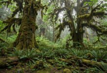 Olympic 雨林去 Hoh 还是 Quinault?两片雨林对比全攻略-美国通