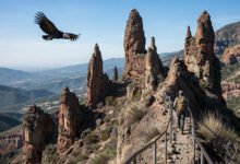 Pinnacles 秃鹰与徒步全攻略:High Peaks 环线、Bear Gulch 洞穴与东西门-美国通