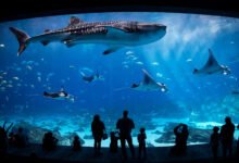 亚特兰大佐治亚水族馆值得去吗?鲸鲨馆与门票全解-美国通