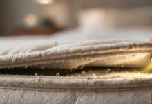 酒店/公寓发现 bed bug:检查手法、取证链与索赔路径-美国通