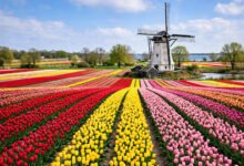 Holland 郁金香节怎么玩？密歇根 5 月百万株郁金香与荷兰风车全攻略-美国通
