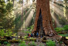 优胜美地 Mariposa Grove 巨杉林:免费班车时间、Grizzly Giant 与冬季徒步进林-美国通