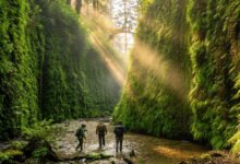 红木 Fern Canyon 峡谷徒步:5–9 月要预约、Gold Bluffs 露营与涉水装备全解-美国通