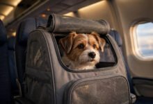 带猫狗坐飞机:客舱 vs 货舱、2026 各航司政策与费用全解-美国通
