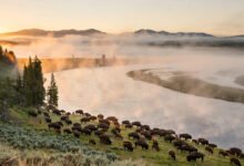 黄石 Hayden Valley 看野生动物:野牛群渡河、灰熊与狼群几点出没-美国通