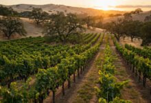SLO+Paso Robles 36 小时:葡萄酒庄和海滩怎么玩?-美国通