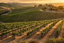 Paso Robles 酒庄:品酒 tasting room 预约攻略怎么做?-美国通