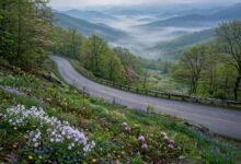 蓝岭公路春天看什么?野花季花期、路段与秋色对比-美国通