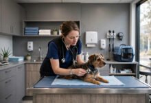 美国宠物急诊看一次多少钱?emergency vet 省钱与保险-美国通