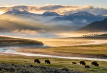 黄石看狼去哪?Lamar Valley 狼群观察:最佳时段、望远镜准备与熊安全距离-美国通