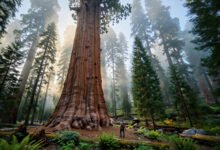 红杉国家公园 General Sherman 怎么去?两条步道对比、冬季雪链与停车实务-美国通