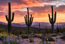 Saguaro 国家公园仙人掌几月开花?东西两区对比、开花季与夏季高温实务-美国通