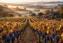 Napa 收获季几月去？8–10月 crush、踩葡萄活动与酒庄预订实务-美国通