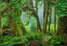 奥林匹克 Hoh 雨林:Hall of Mosses 苔藓大厅、轻松线与温带雨林穿衣实务-美国通