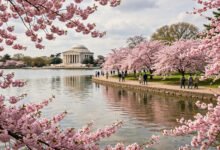 华盛顿樱花季几月去？Tidal Basin 人流、最佳花期预测与国家广场串联-美国通