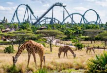 Busch Gardens Tampa 值得去吗?坦帕过山车动物园 2026 攻略-美国通