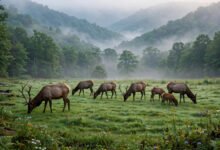 大烟山国家公园哪里看麋鹿？Cataloochee 山谷看麋鹿全攻略-美国通