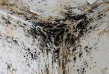 房东不修霉菌：mold 投诉、修缮与提前解约权利-美国通
