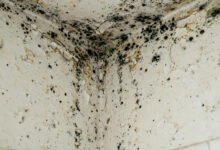 出租房霉菌 mold：房东不修，租客的 3 条法律路径-美国通