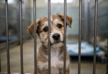 美国领养猫狗 shelter 费用:adoption fee 包含什么、绝育疫苗齐不齐-美国通