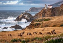 Point Reyes 雷耶斯角：灯塔+麋鹿+生蚝农场，旧金山出发一日游-美国通