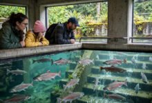 西雅图 Ballard Locks 看三文鱼洄游：鱼梯什么时候去，免费-美国通