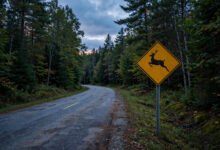 开车撞了鹿 deer:别下车追、拖车叫谁、保险报哪类-美国通