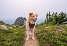 国家公园 Bark Ranger:带狗逛公园徽章计划,哪些园能参加-美国通