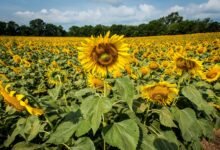 美国向日葵花海:8 月花田+农场拍照,bloom 季怎么查-美国通