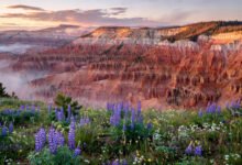 Cedar Breaks 值得专程去吗?海拔 3100 米的“小布莱斯”,野花季+暗夜星空,锡安顺路半天怎么玩-美国通